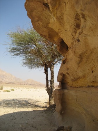 Landschaft im Sinai: Akazie und Fels am Rande eines Wadi