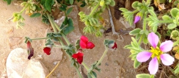 Süd-Sinai: Frühlingsblüte in der Wüste Süd-Sinai: Frühlingsblüte in der Wüste