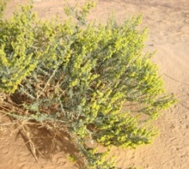Artemisia judaica, der "Wüsten-Wermut" Artemisia judaica, der "Wüsten-Wermut"